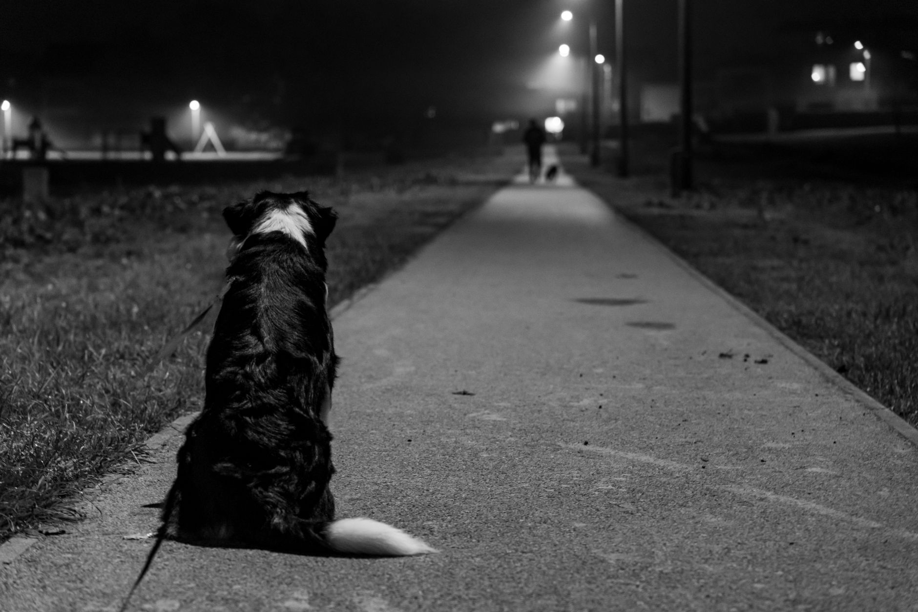 Perro negro y blanco solo en un camino rural durante la noche, evocando misterio y simbolismo de la leyenda del Cadejo.